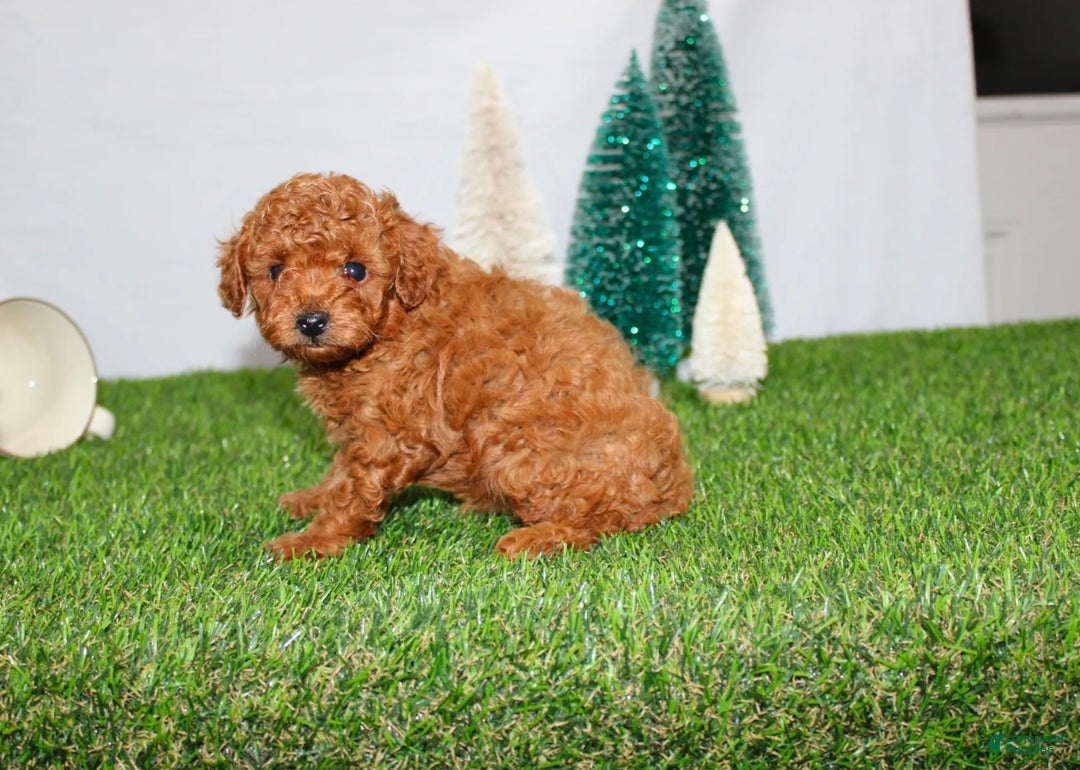 Toy Poodle dogs for sale: AKC Baxter (tiny) - Ad 6