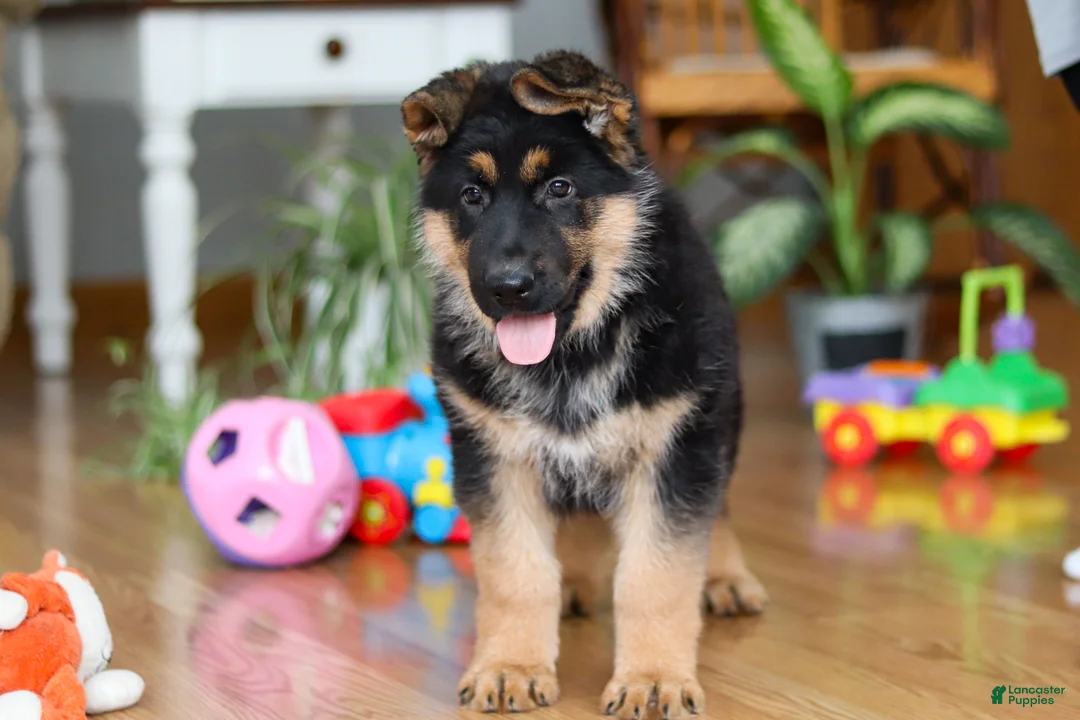 German Shepherd dogs for sale: Buddy - Ad 5