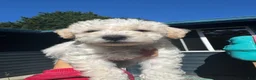 Schnoodle dogs for sale: Schnoodle 2 - Ad 1