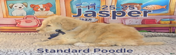 Standard Poodle dogs for sale: Jasper - Ad 1