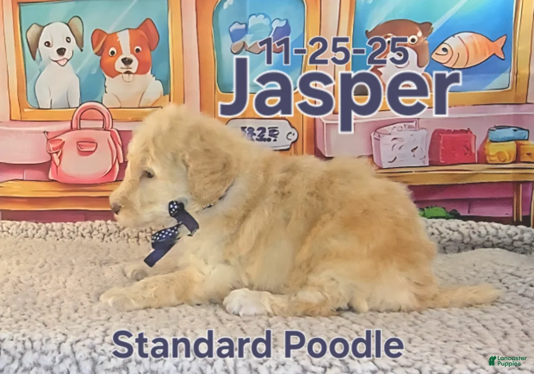 Standard Poodle dogs for sale: Jasper - Ad 1