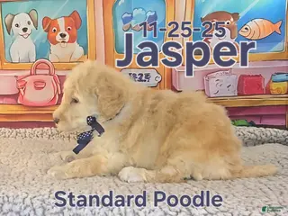 Standard Poodle dogs Jasper - Ad 22