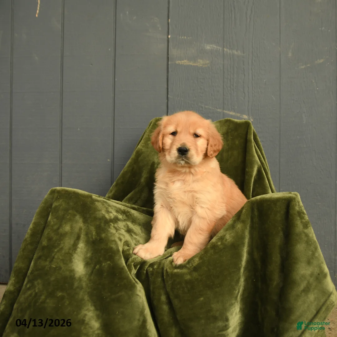 Golden Retriever dogs for sale: Wilhelmina - Ad 1