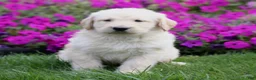 Labradoodle dogs for sale: Max  - Ad 3