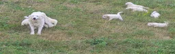 Great Pyrenees dogs for sale: Great Pyrenees 8 - Ad 2