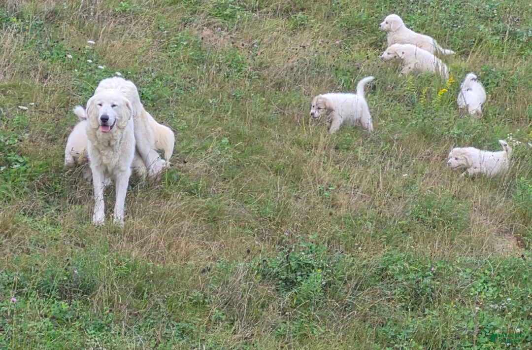 Great Pyrenees dogs for sale: Great Pyrenees 8 - Ad 2