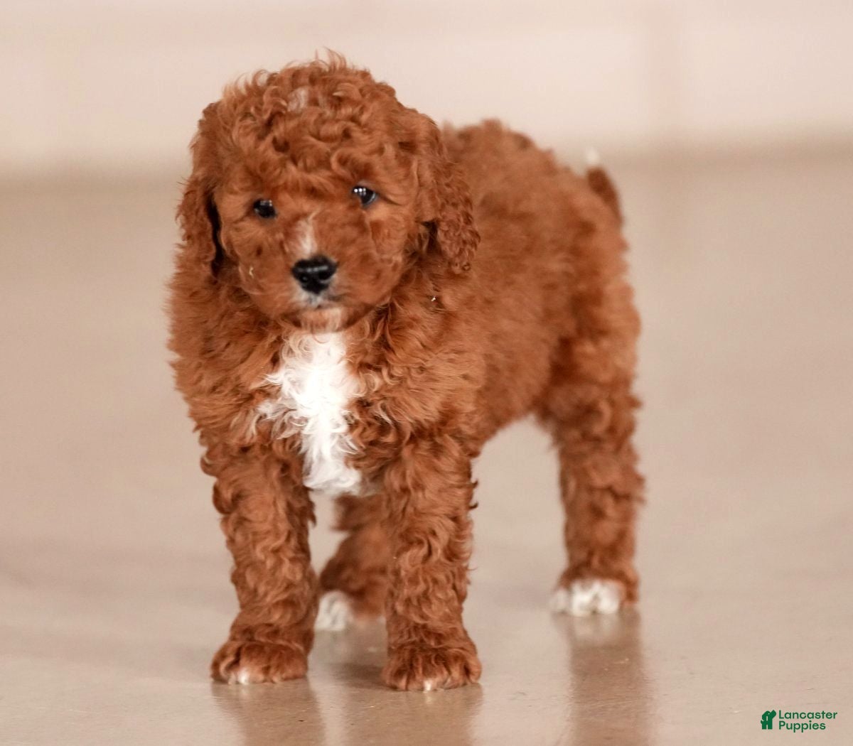 Mini Goldendoodle dogs for sale: Justin - Ad 4