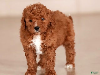 Mini Goldendoodle dogs for sale: Justin - Ad 4