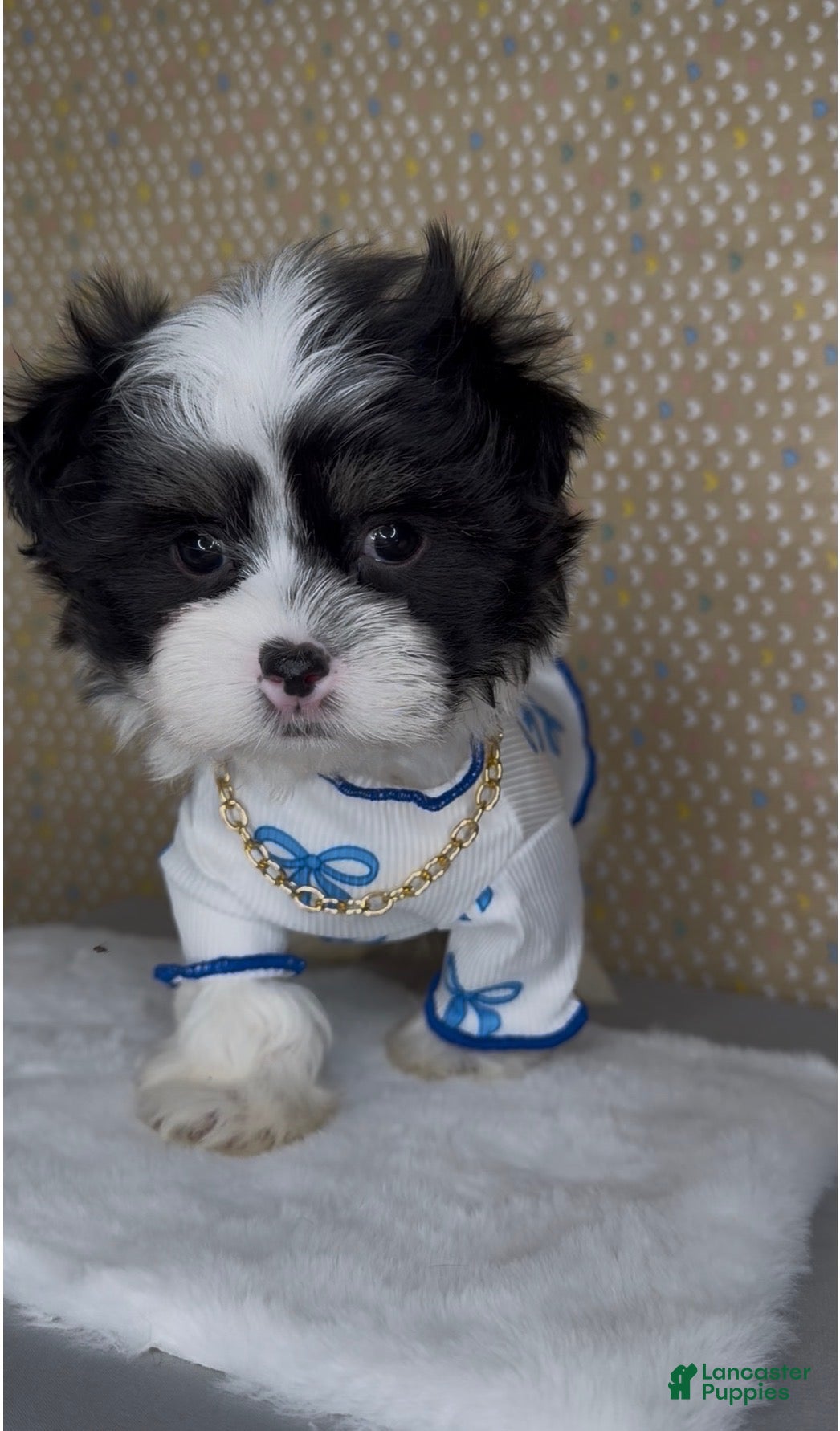 Malshi dogs Zorro - Ad 6