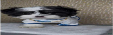 Zorro