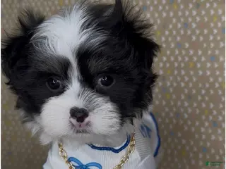 Malshi dogs Zorro - Ad 8