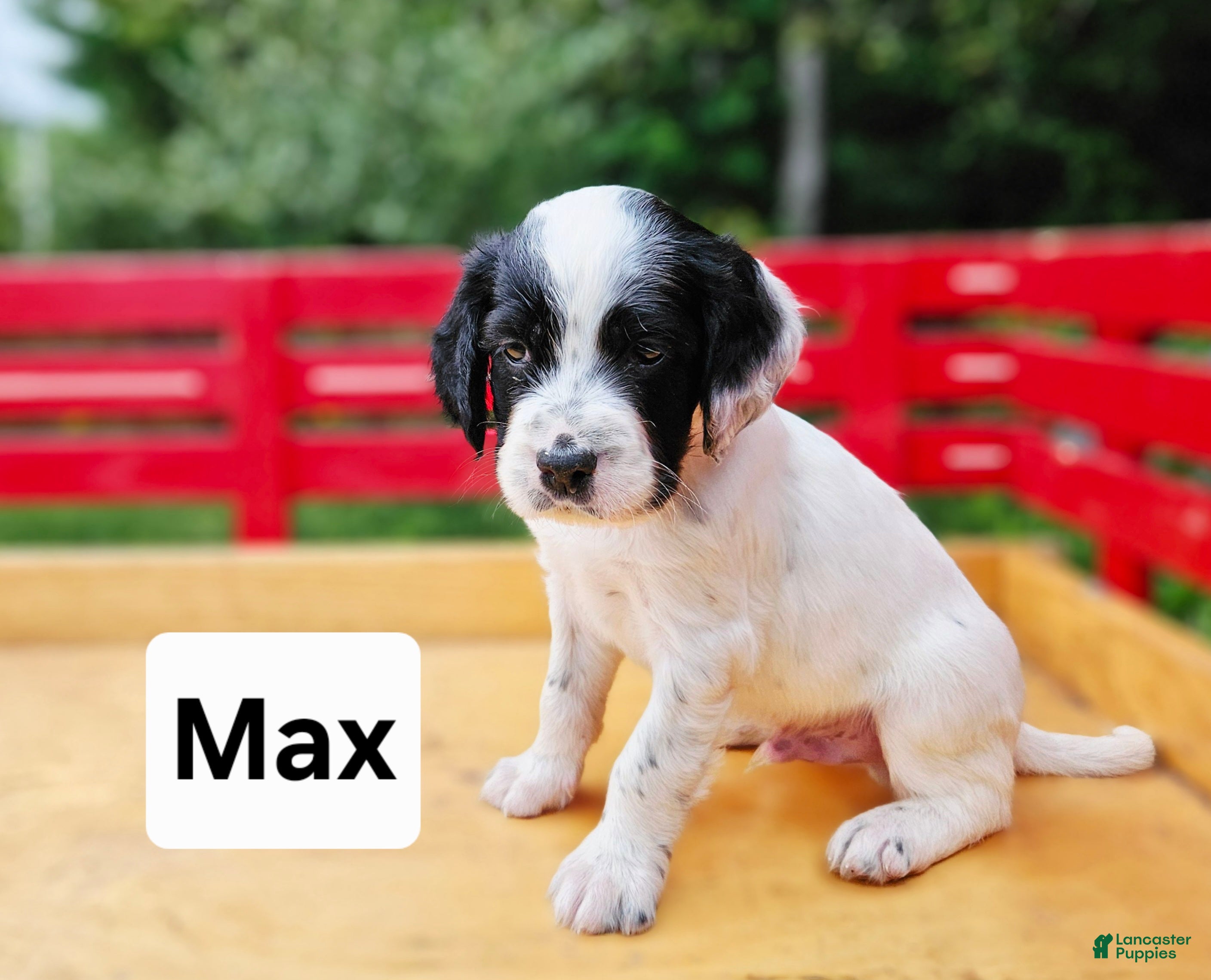 English Setter dogs Max - Ad 4