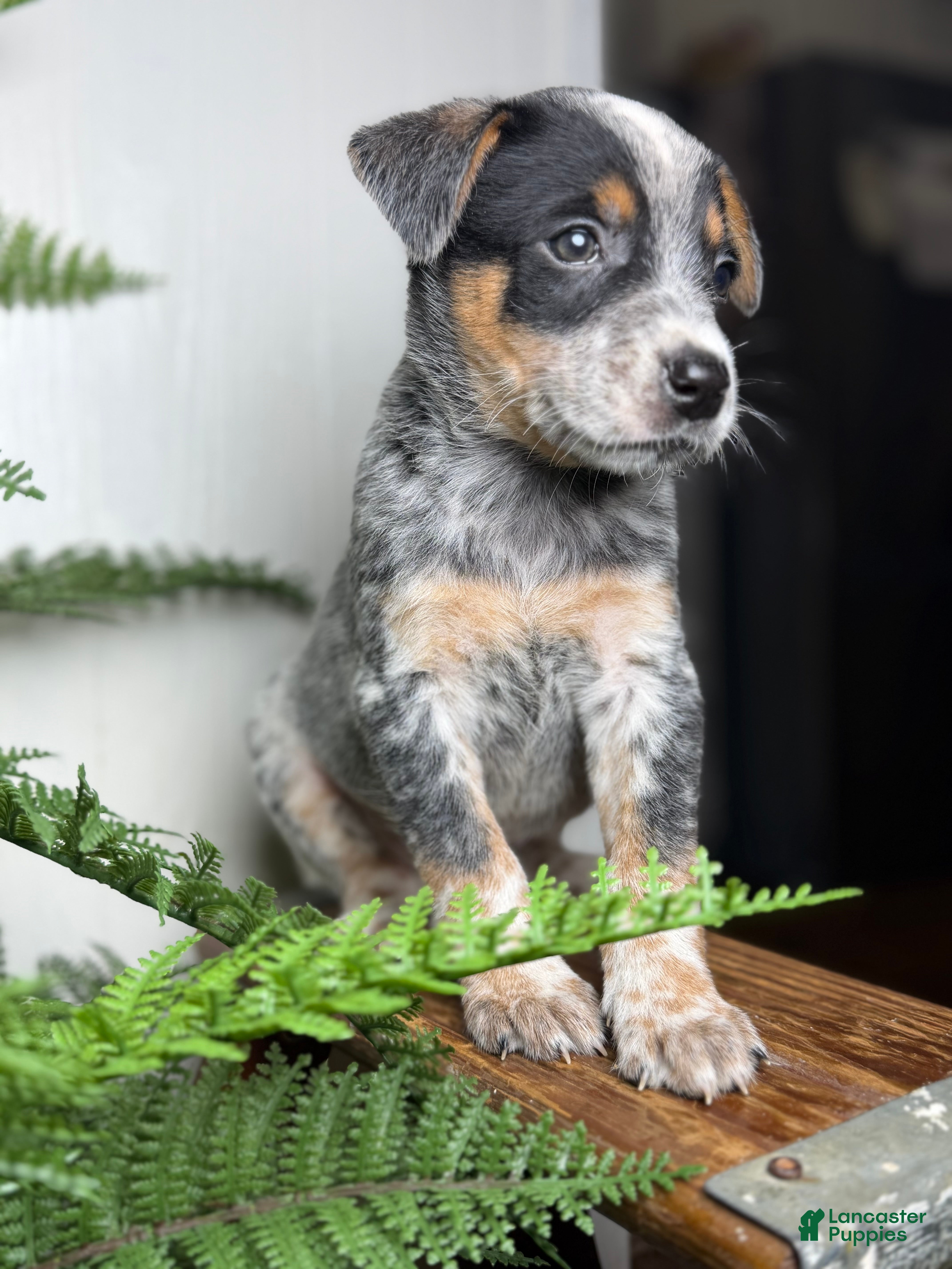 Australian Cattle Dog dogs Rogue - Ad 1