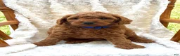 Mini Goldendoodle dogs for sale: Leo - Ad 1