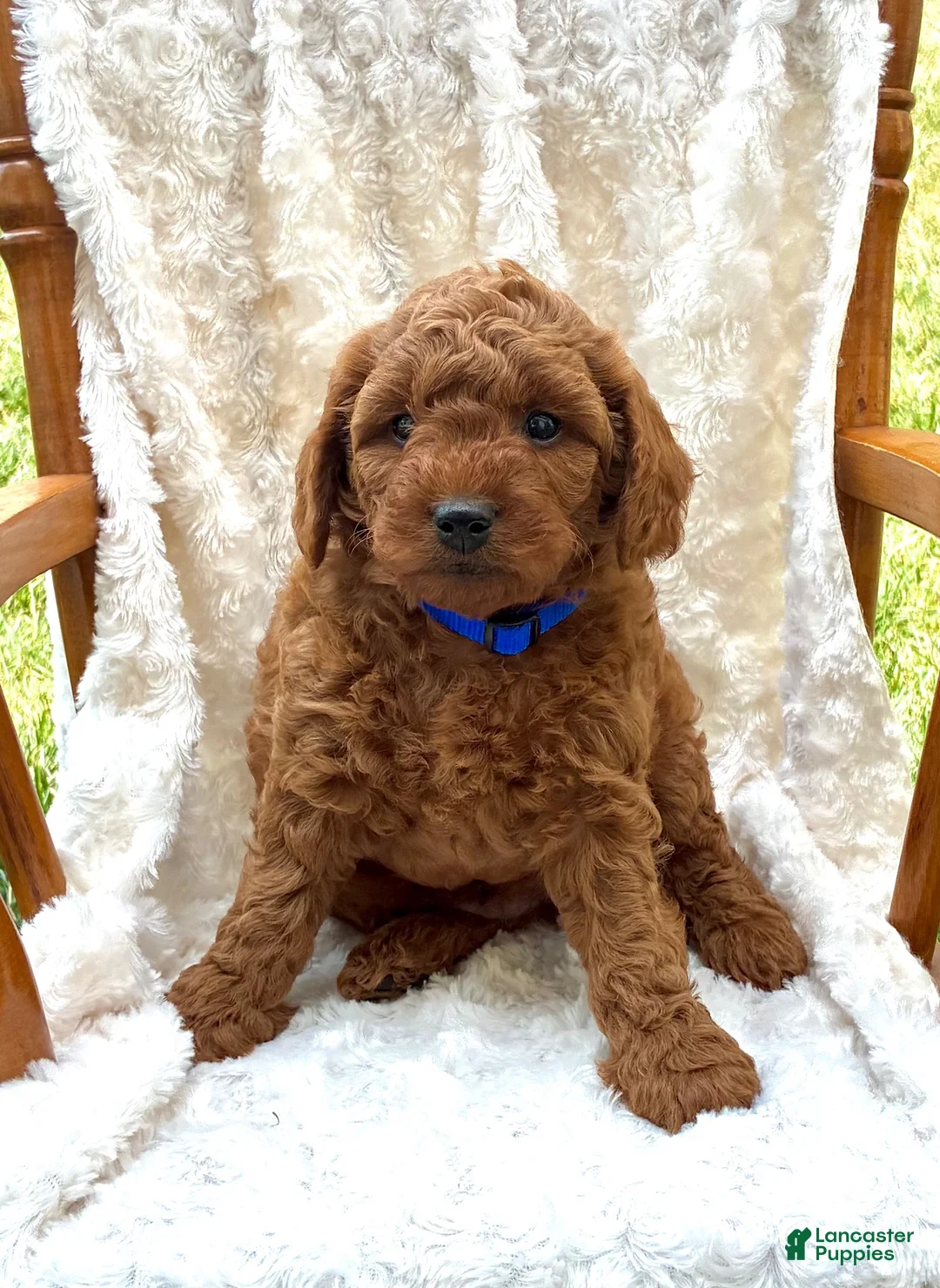 Mini Goldendoodle dogs for sale: Leo - Ad 1