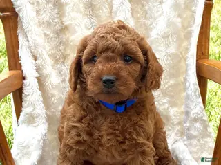 Mini Goldendoodle dogs Leo - Ad 26