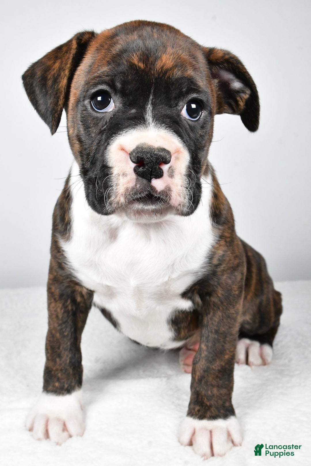 Boxer dogs for sale: Amber - Ad 1