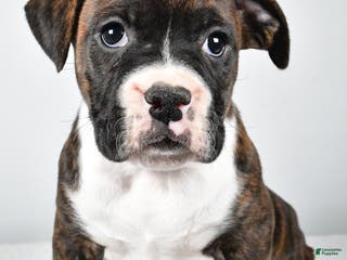 Boxer dogs Amber - Ad 29