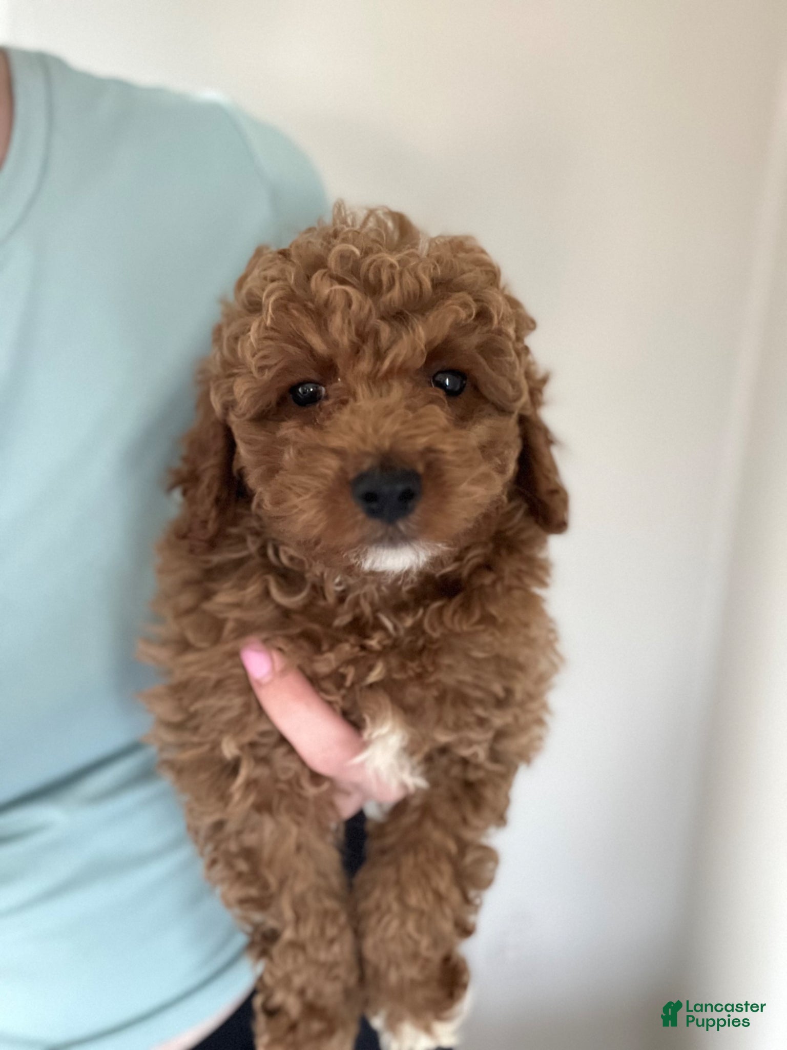 Mini Goldendoodle dogs Jax  - Ad 10