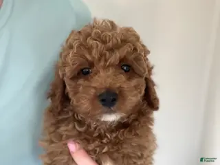 Mini Goldendoodle dogs Jax - Ad 10