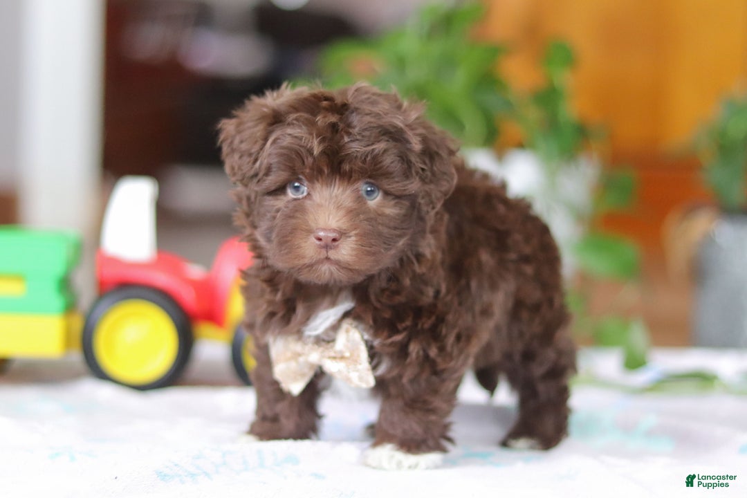 Havanese dogs for sale: Tyler - Ad 7