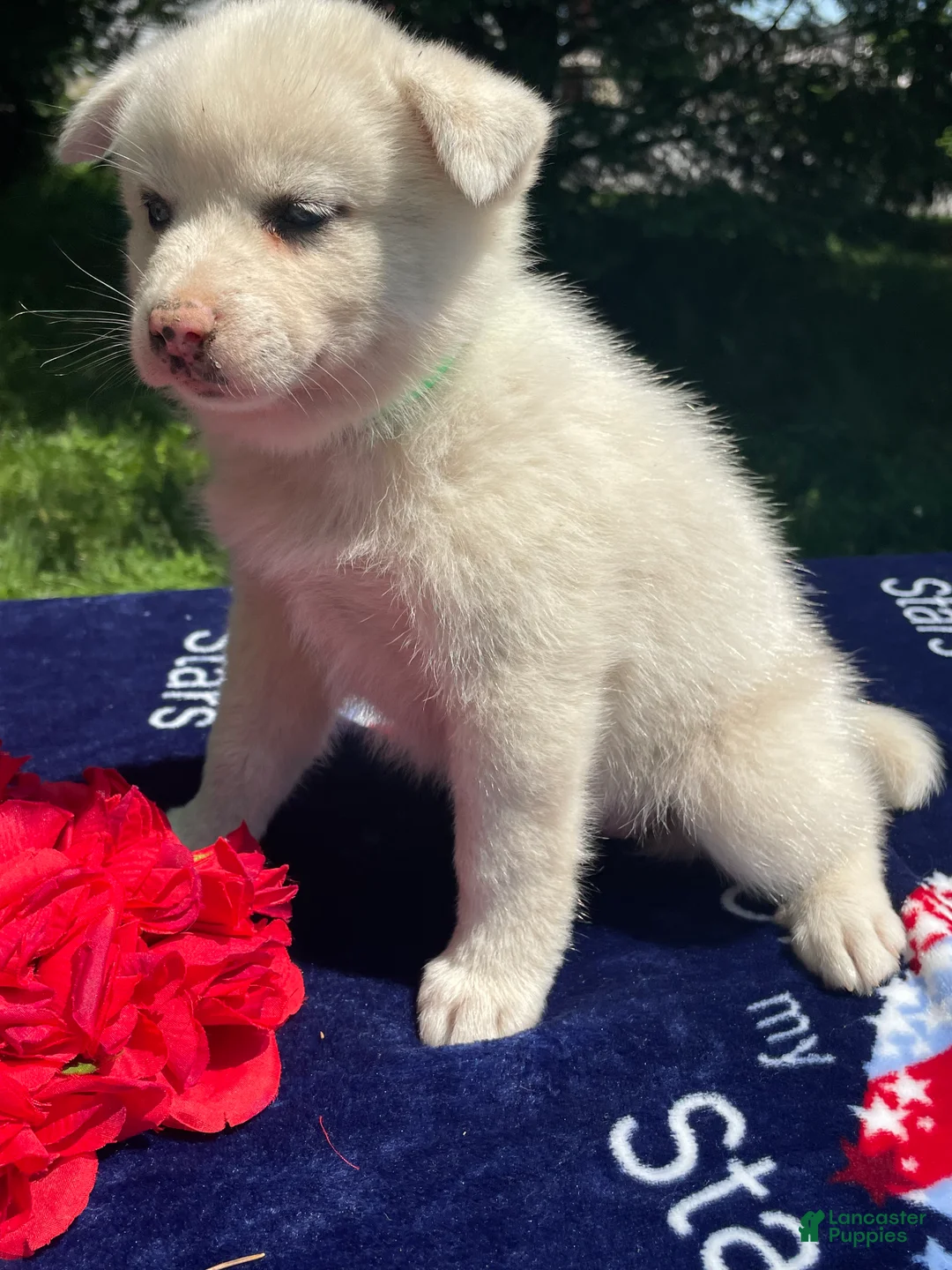 Pomsky dogs for sale: Trudy - Ad 1