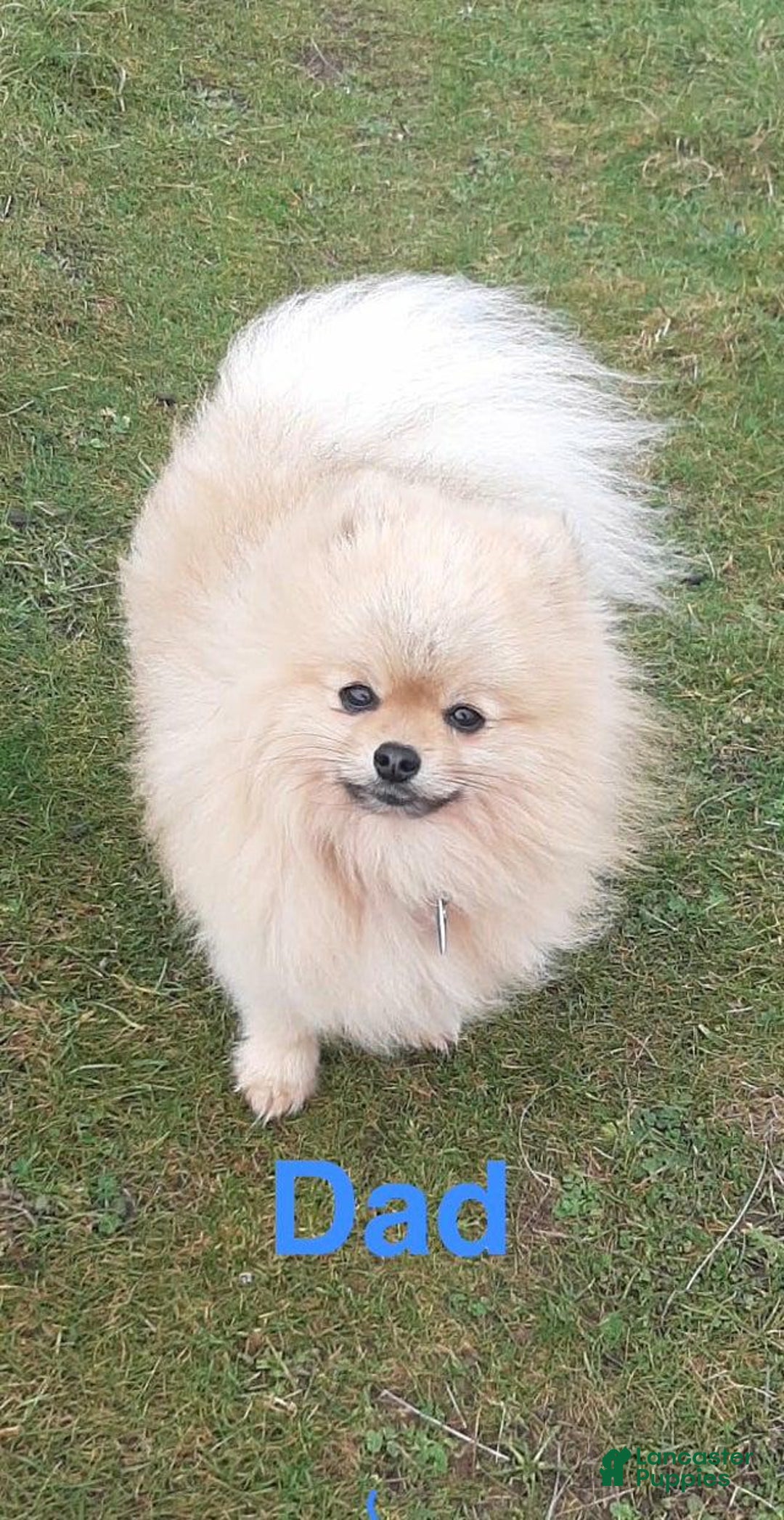 Pomeranian dogs for sale: Molly - Ad 2