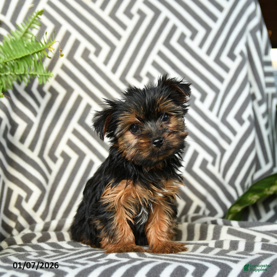 Yorkshire Terrier dogs for sale: Kaja - Ad 2