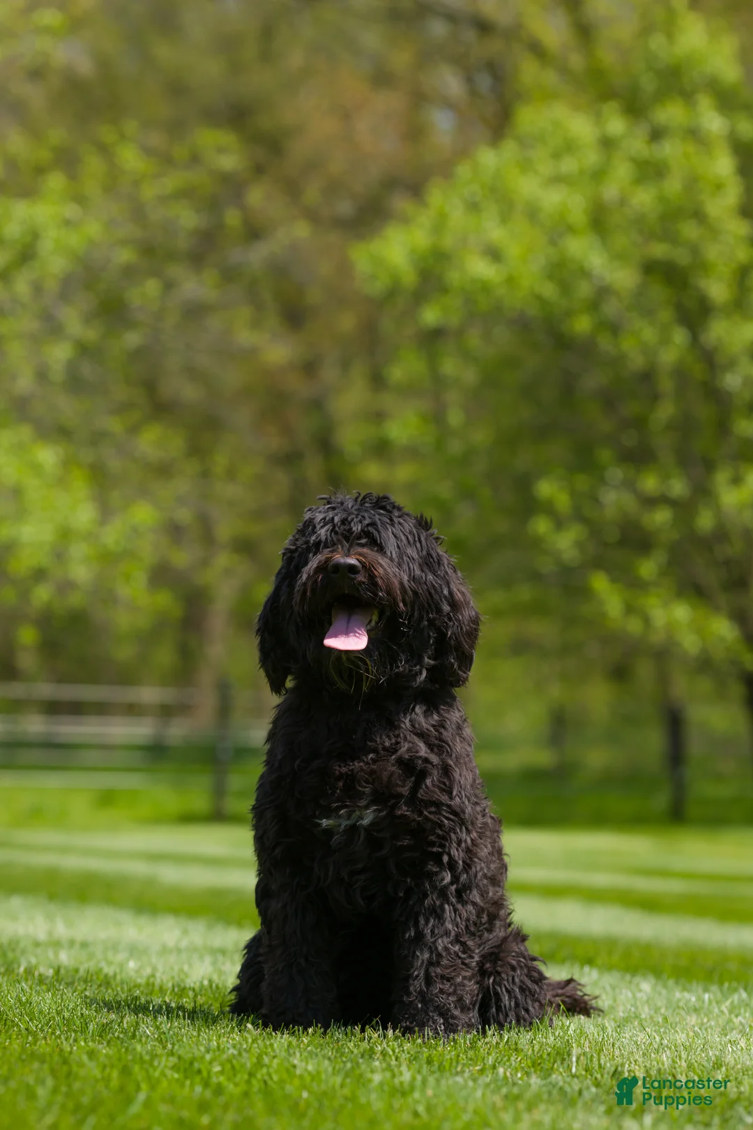 Portuguese Water Dog dogs for sale: Archie - Ad 3