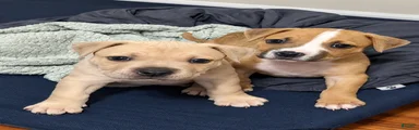 Samson
