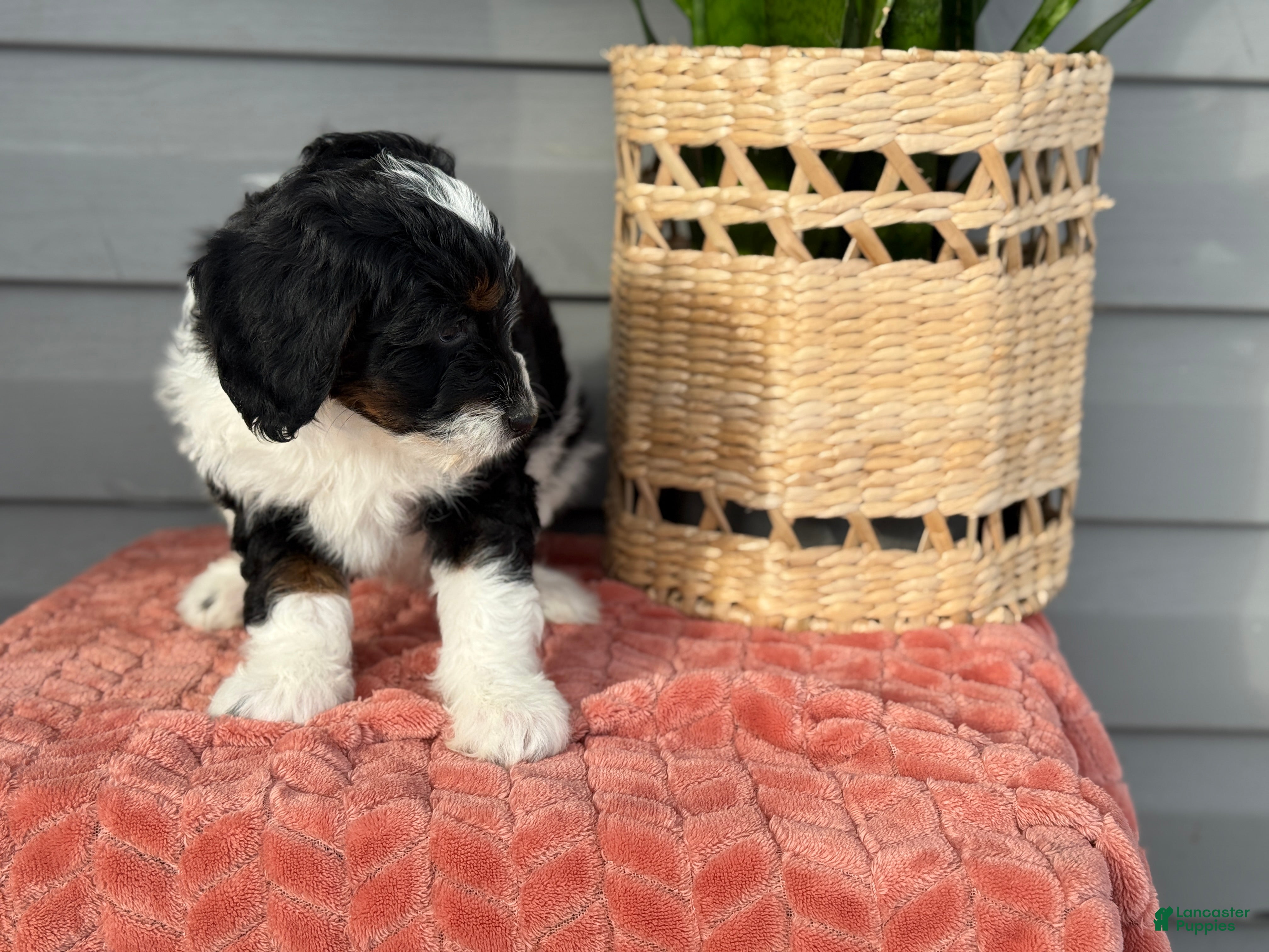 Mini Bernedoodle dogs Foxy - Ad 2