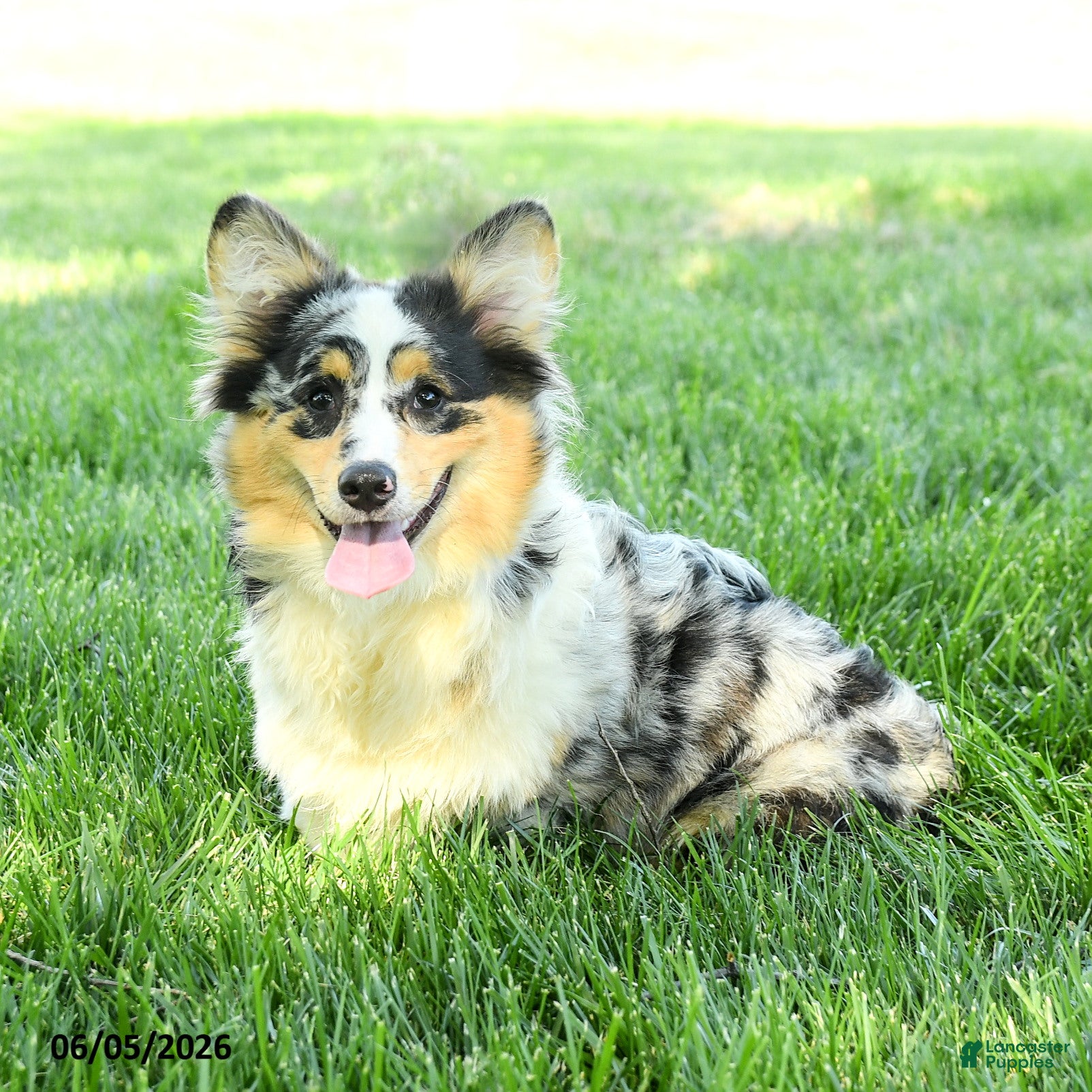 Welsh Corgi Pembroke dogs Zorro - Ad 2
