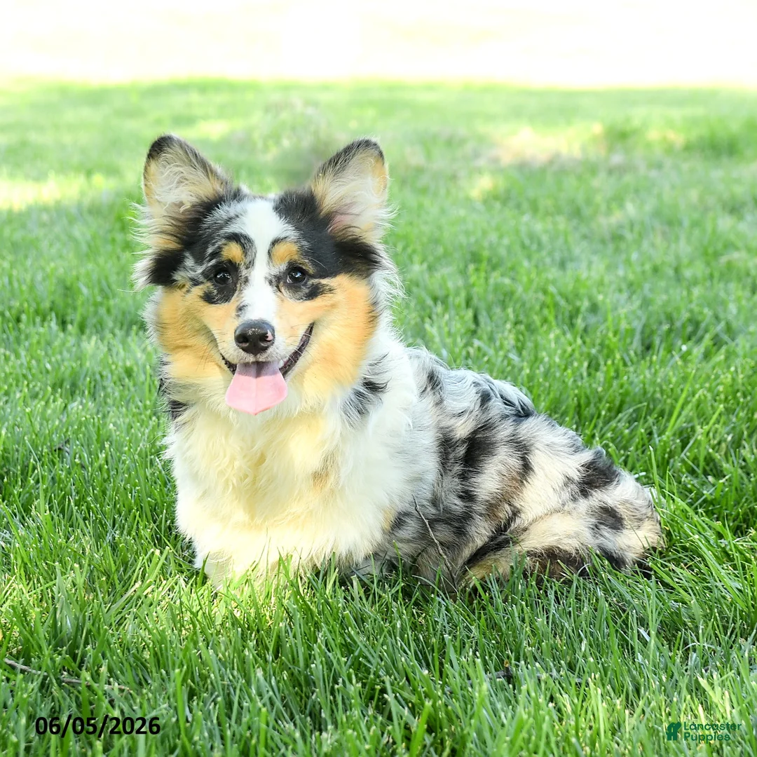 Welsh Corgi Pembroke dogs for sale: Zorro - Ad 2