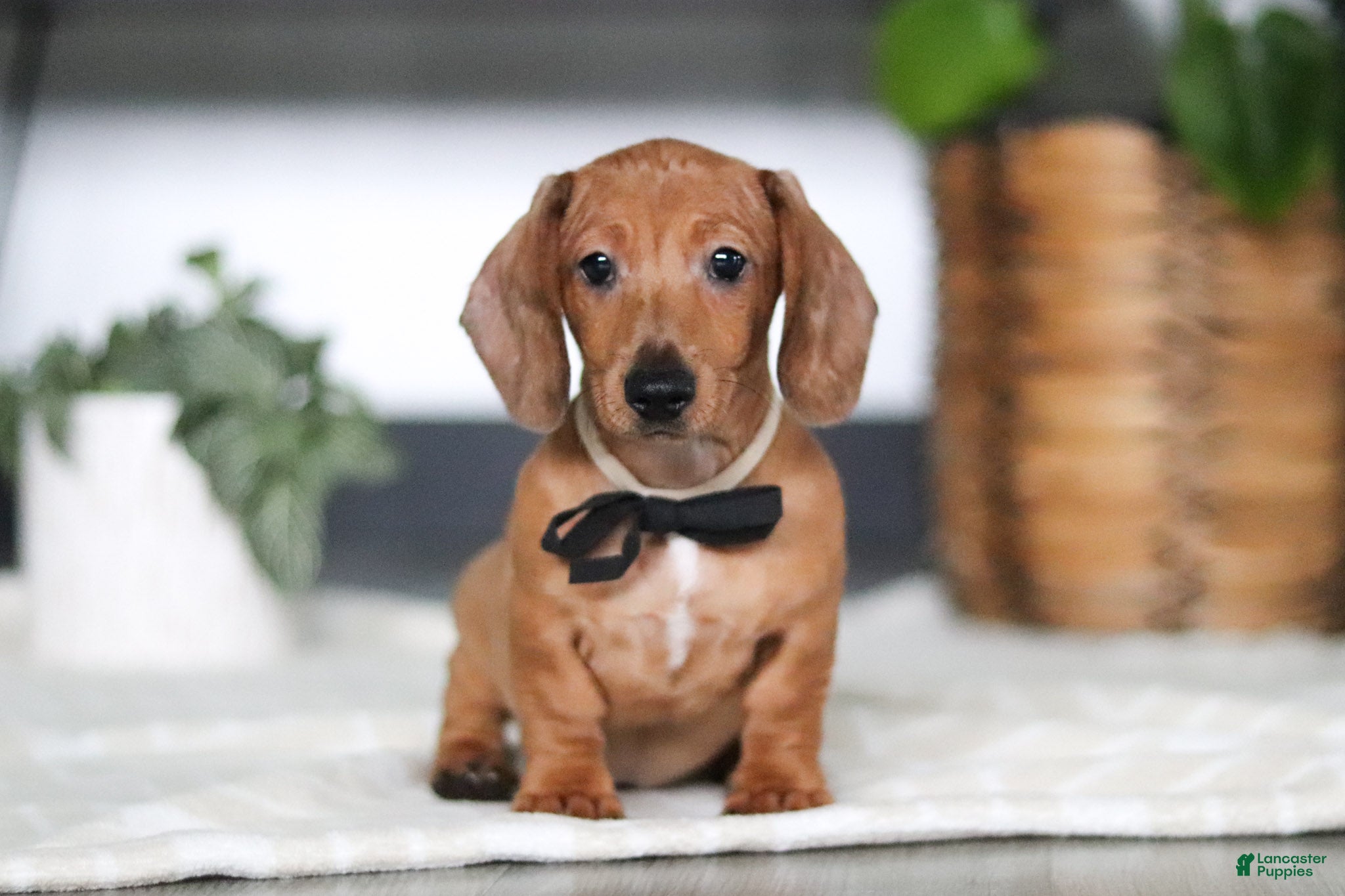 Miniature Dachshund dogs Ace - Ad 1