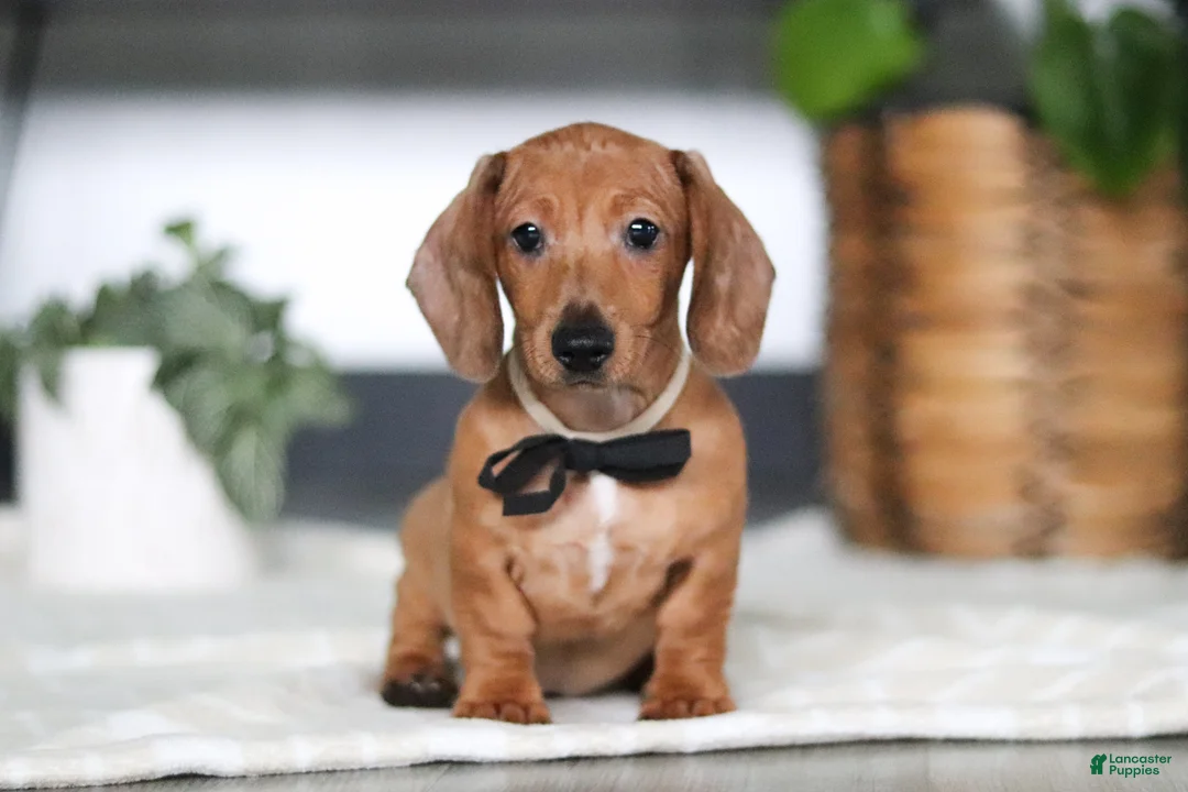 Miniature Dachshund dogs for sale: Ace - Ad 1