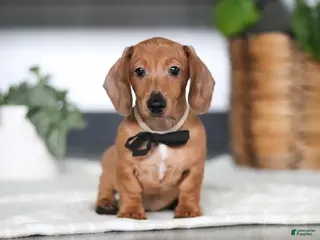 Miniature Dachshund dogs for sale: Ace - Ad 1
