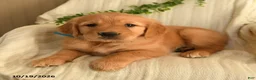 Golden Retriever dogs for sale: Cynthia - Ad 3