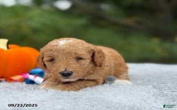 Mini Goldendoodle dogs for sale: Sandra - Image 16