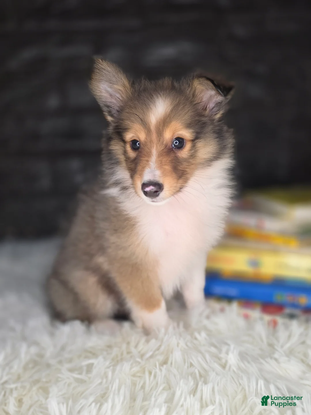 Shetland Sheepdog dogs for sale: Kelso - Ad 2