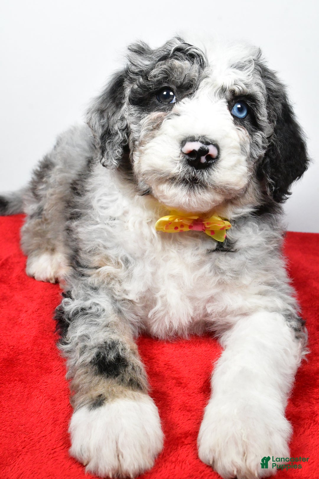 Sheepadoodle dogs for sale: Max - Ad 4