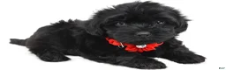 Maltipoo dogs for sale: Franices - Ad 7