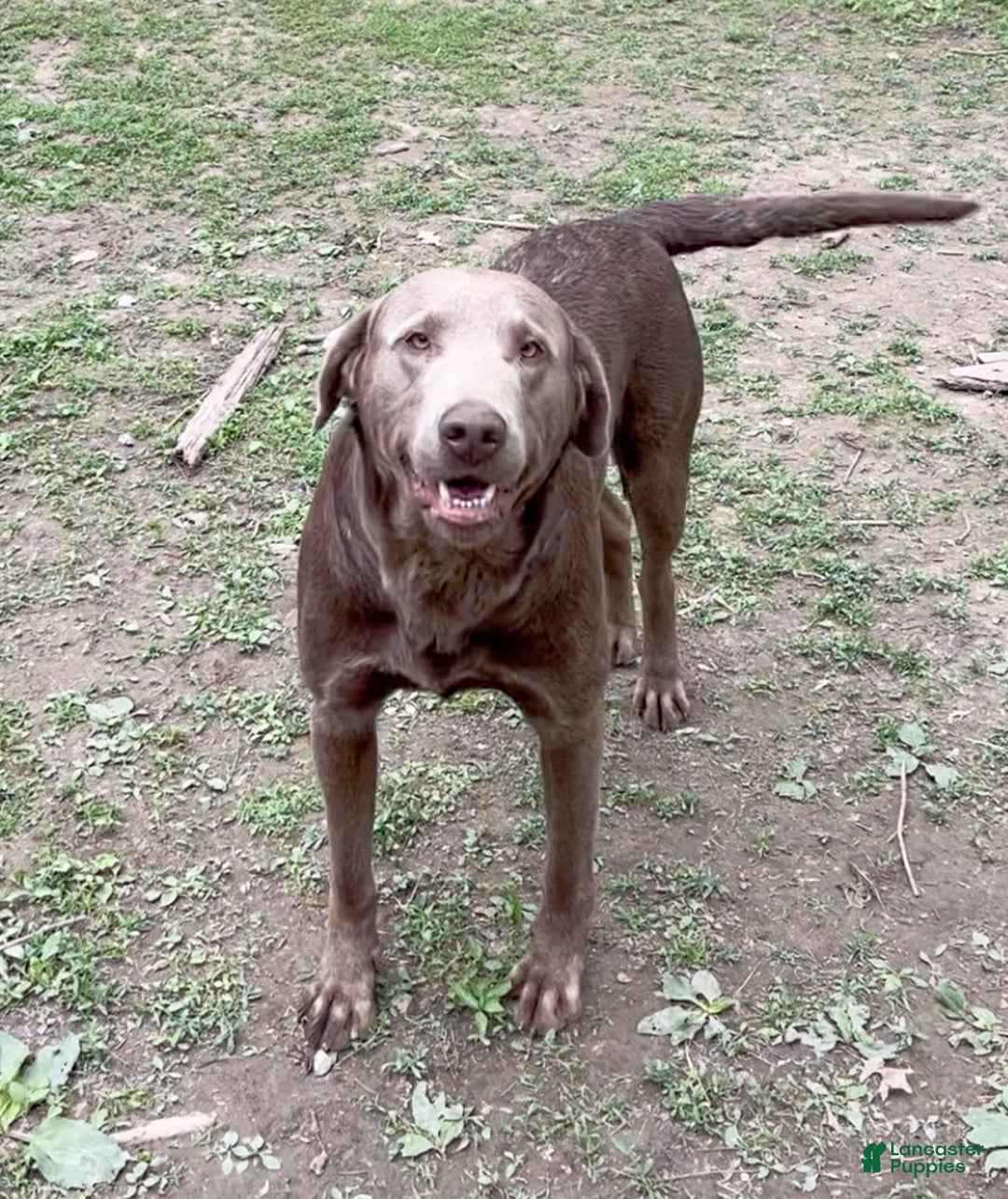 Labrador Retriever dogs for sale: Flint - Ad 7