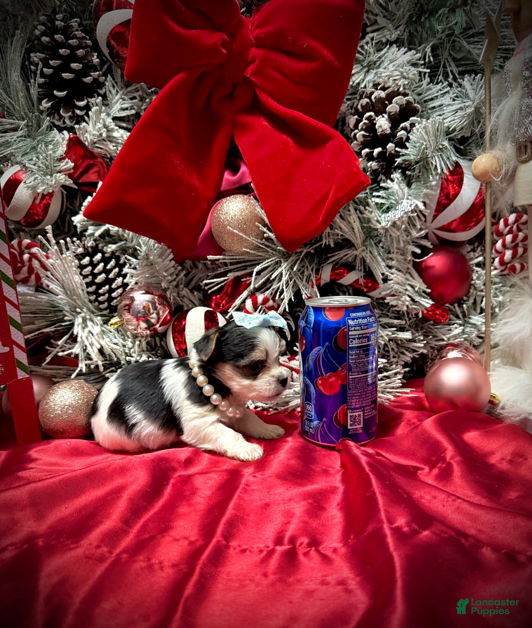 Yorkshire Terrier dogs for sale: Yakko - Ad 6