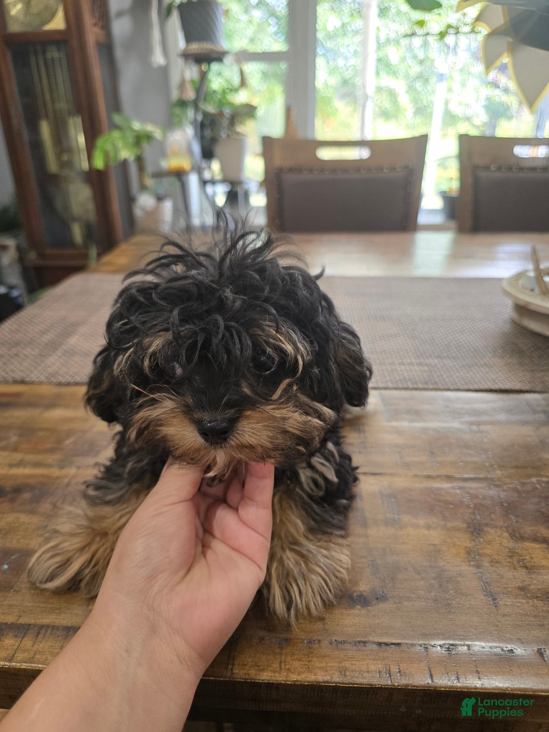 Chipoo dogs for sale: Milo - Ad 3