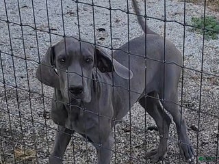 Great Dane dogs - Ad 20