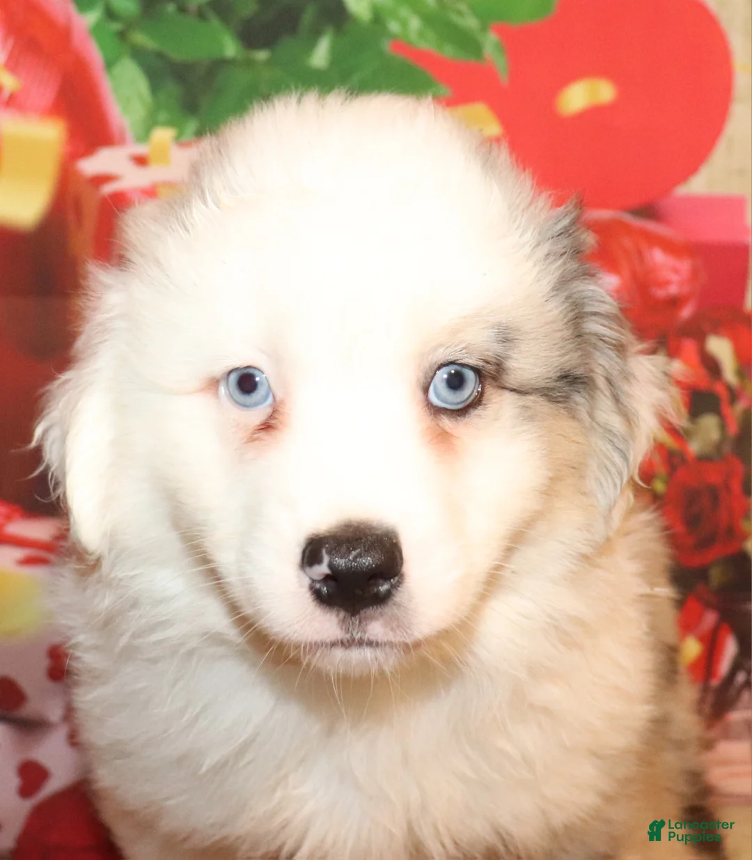 Miniature Australian Shepherd dogs for sale: Bmm mismark - Ad 2