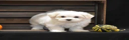 Maltese dogs for sale: Milo - Ad 5