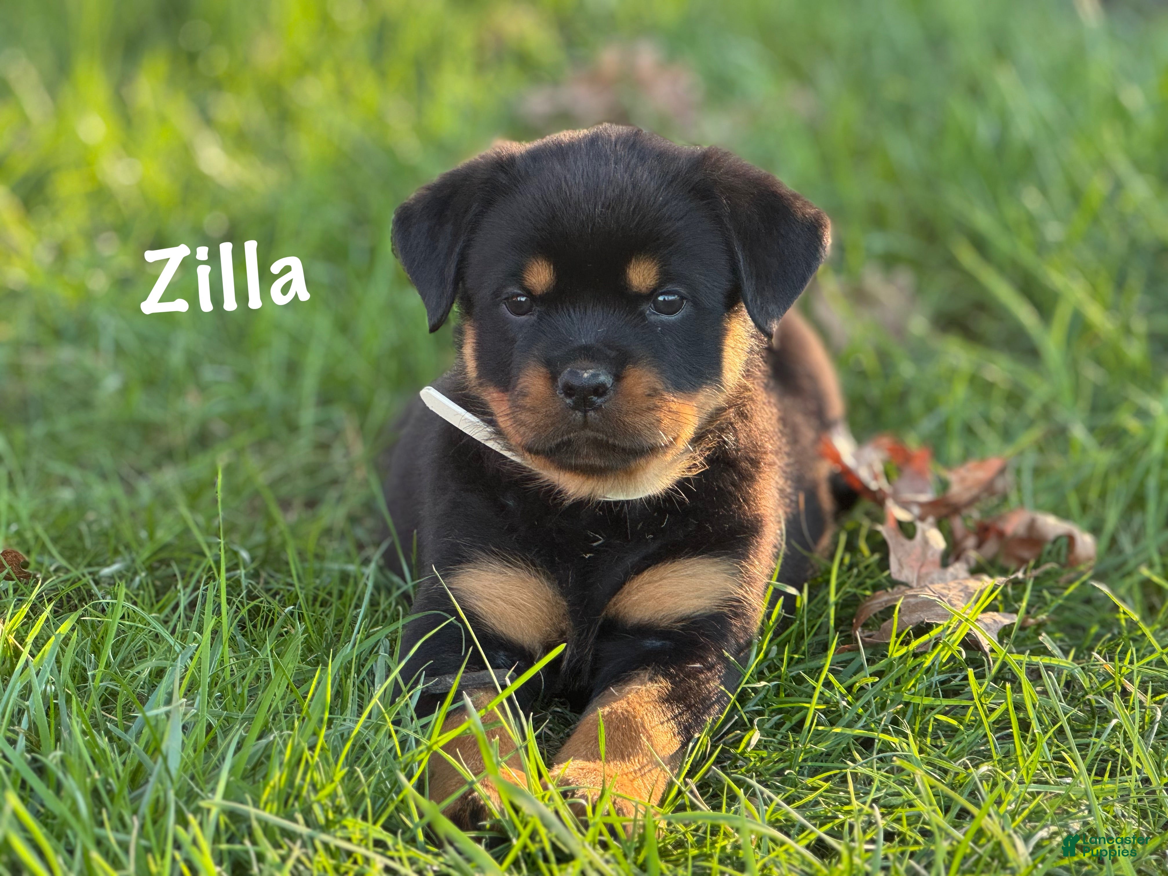 Rottweiler dogs for sale: Zilla w LONG TAIL  - Ad 1