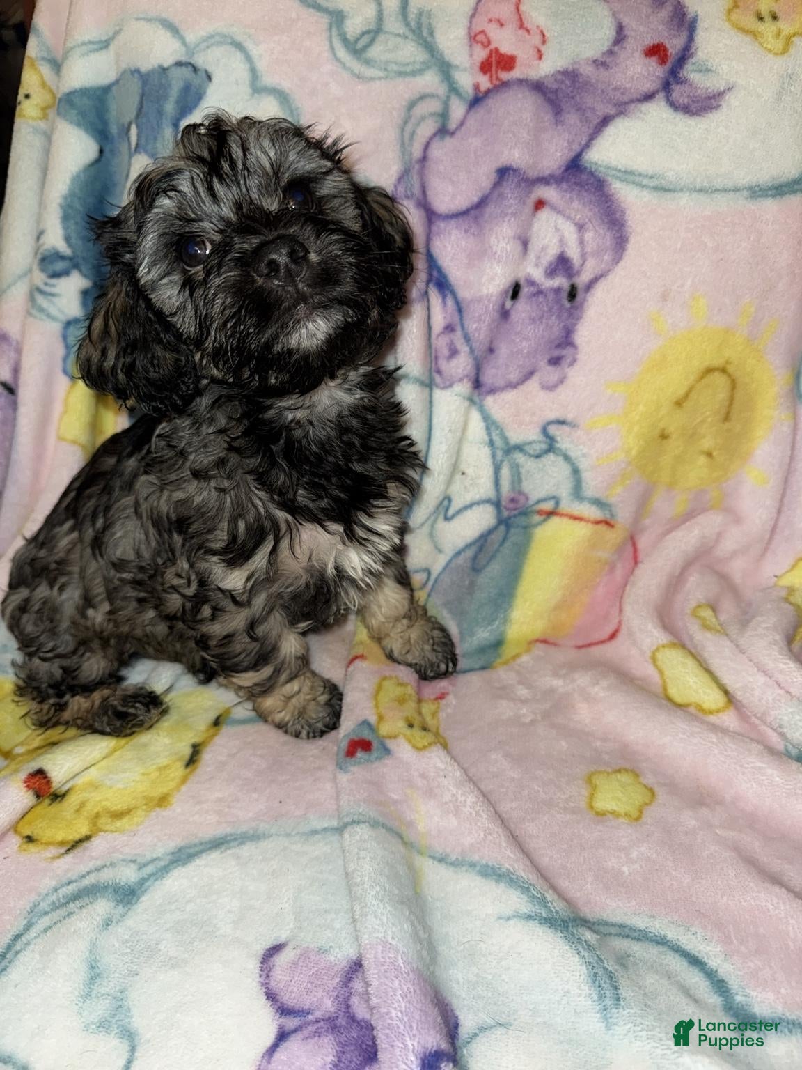 Mixed Breed dogs Rocco - Ad 1