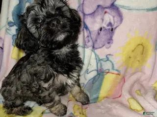 Mixed Breed dogs for sale: Rocco - Ad 3